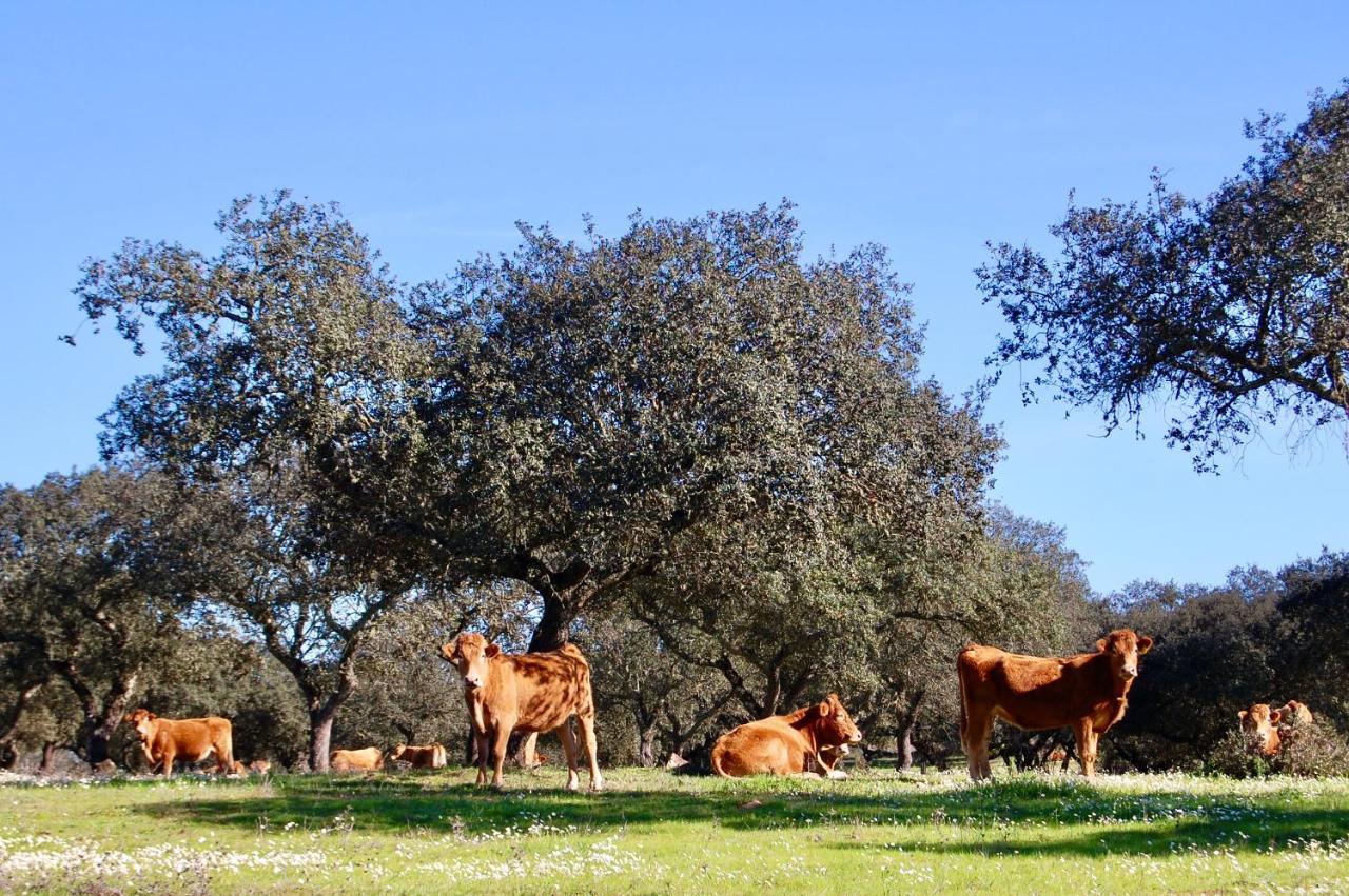 Alcáçovas Herdade Da Burquilheira Family Retreat المظهر الخارجي الصورة
